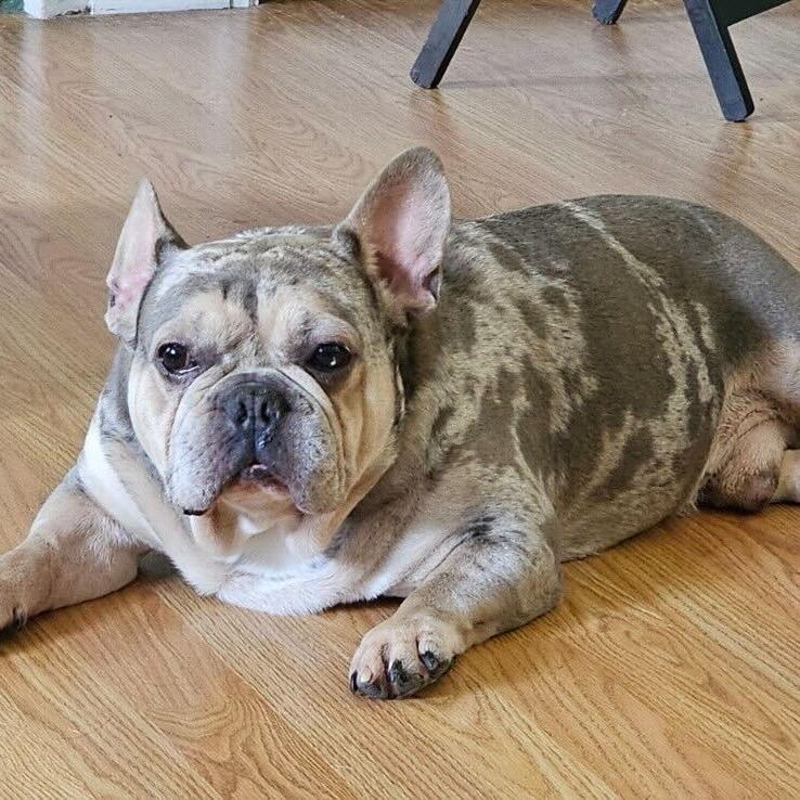 Speck, a Adoptable French Bulldog in Staten Island, NY image 3/6