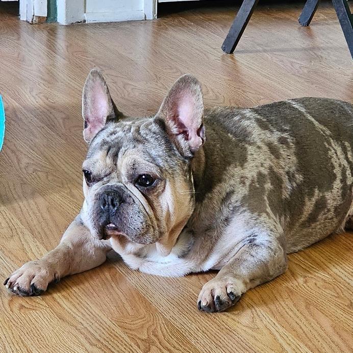 Speck, a Adoptable French Bulldog in Staten Island, NY image 4/6