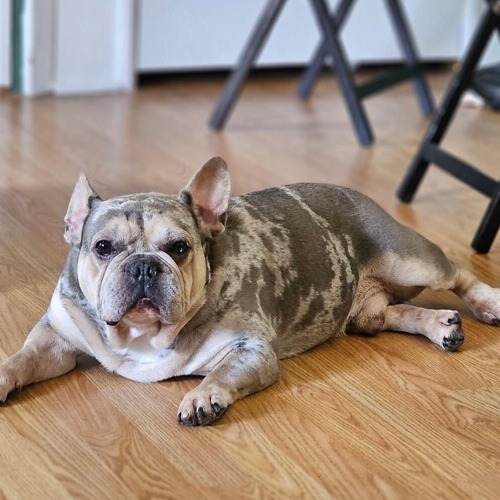 Speck, a Adoptable French Bulldog in Staten Island, NY image 5/6