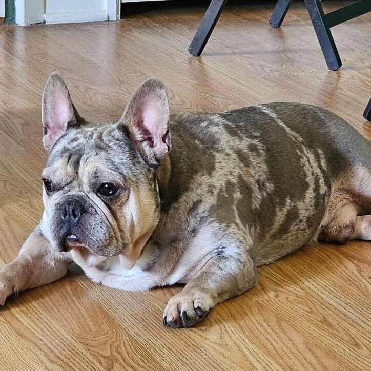 Speck, a Adoptable French Bulldog in Staten Island, NY image 6/6