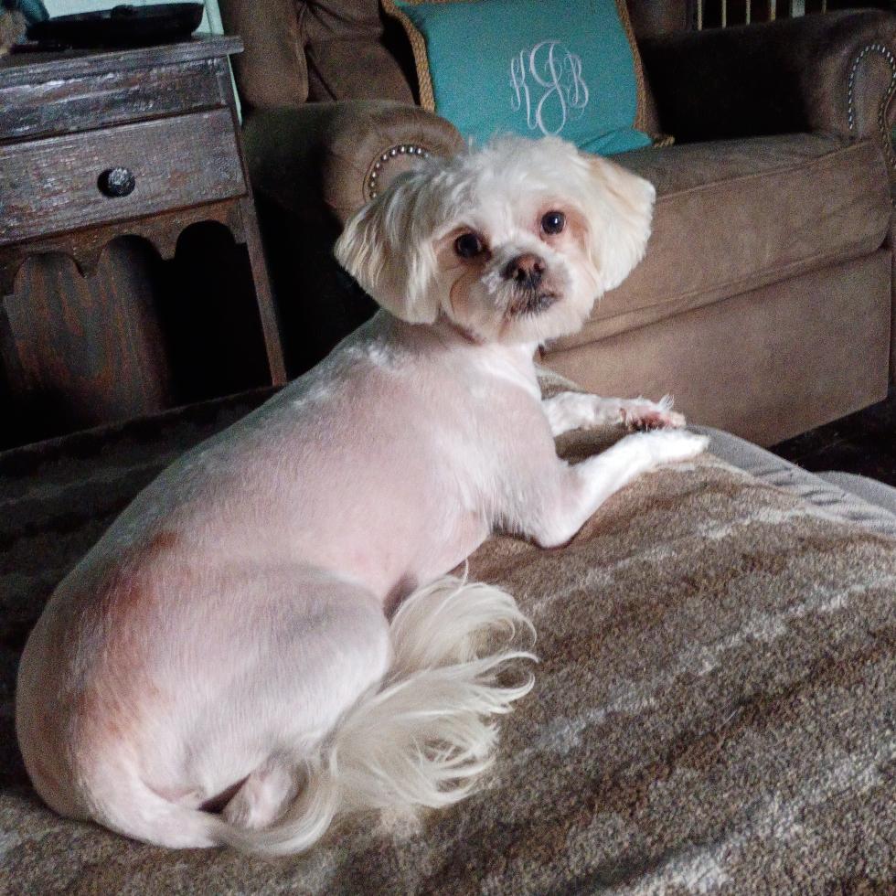 Cody, a Adoptable mixed breed in Simpsonville, SC image 2/2