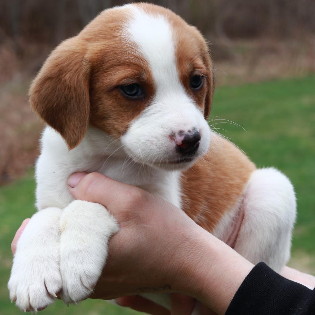 Enlarge CT Mustang avail Apr 25, a Adoptable mixed breed in Stormville, NY image 1/3