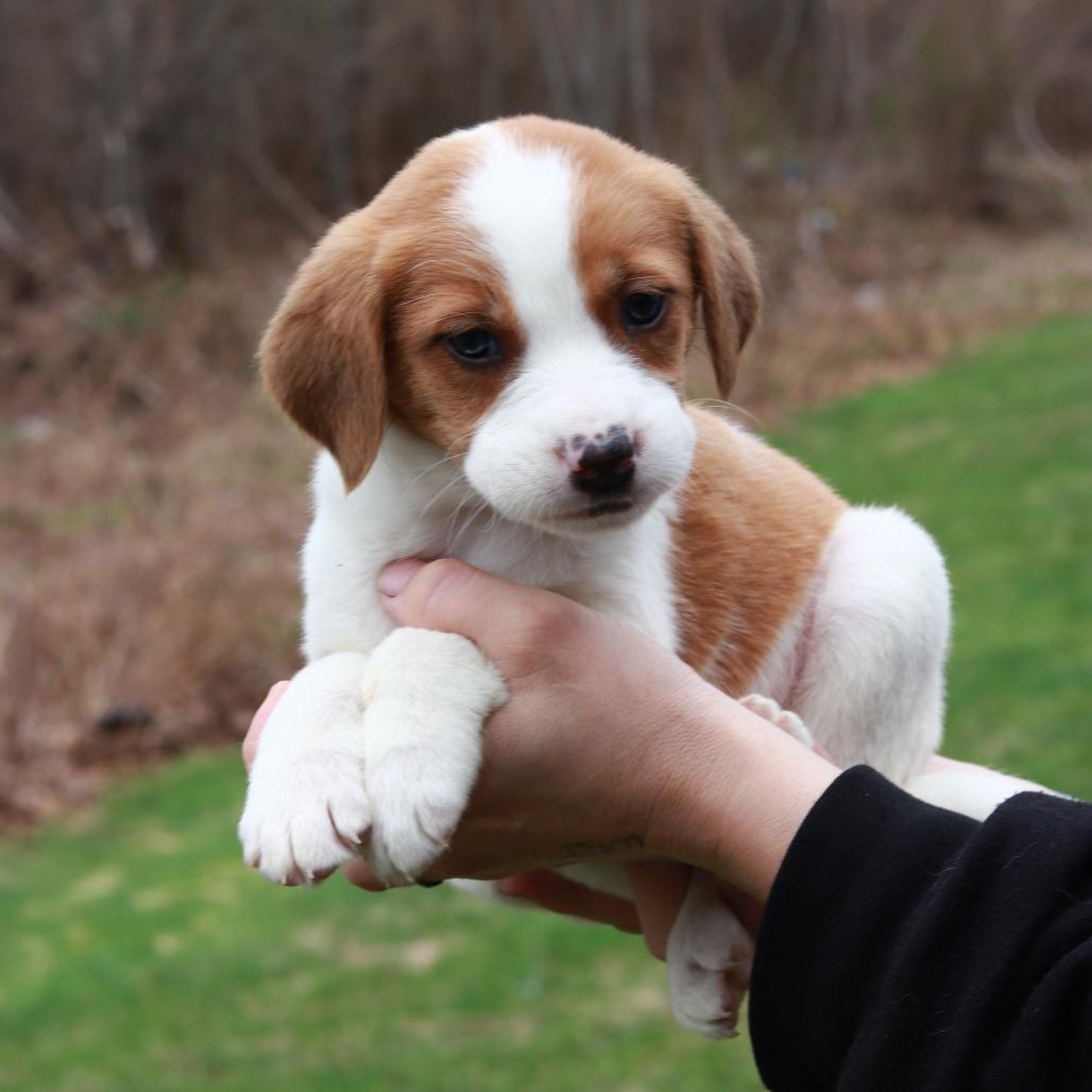 Enlarge CT Mustang avail Apr 25, a Adoptable mixed breed in Stormville, NY image 2/3