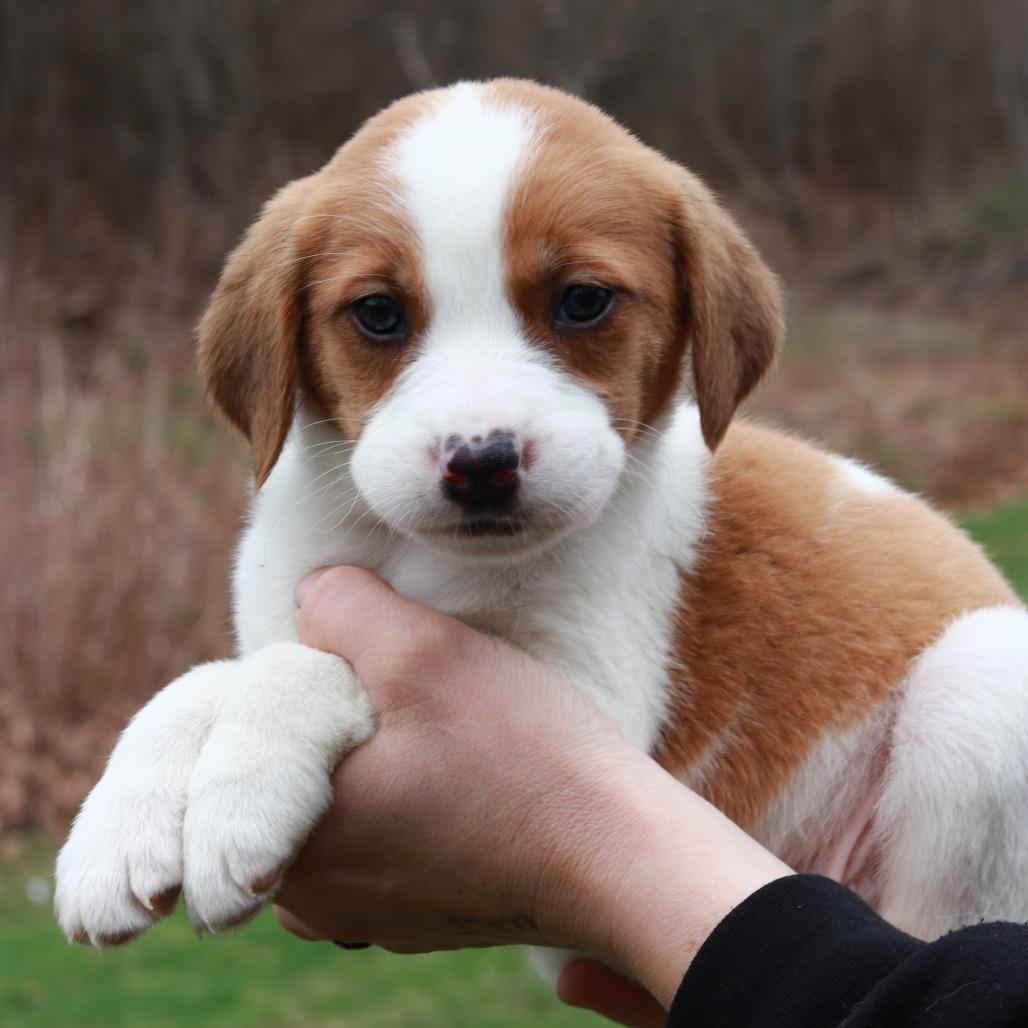 Enlarge CT Mustang avail Apr 25, a Adoptable mixed breed in Stormville, NY image 3/3