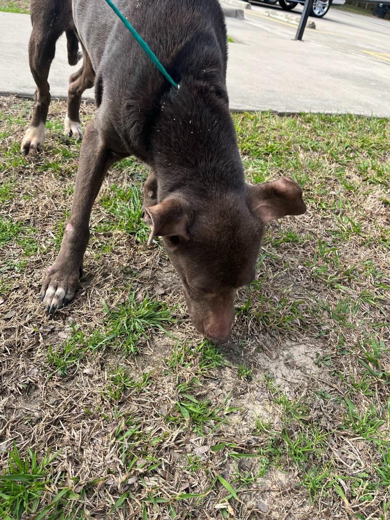 Enlarge Dog Kennel #10, a Adoptable mixed breed in Greenville, TX image 1/3