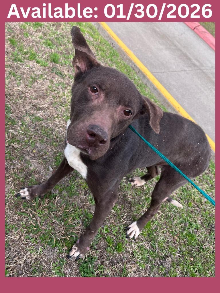 Enlarge Dog Kennel #10, a Adoptable mixed breed in Greenville, TX image 2/3