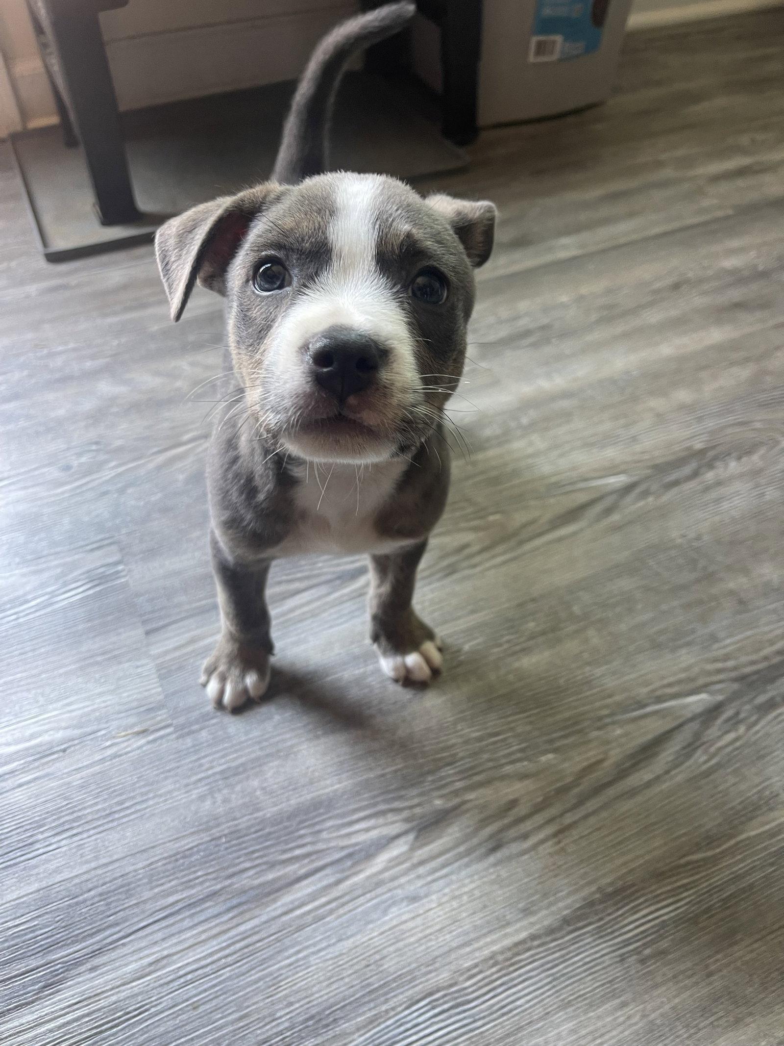 Glizzy, Adoptable, Young Male Mixed Breed.