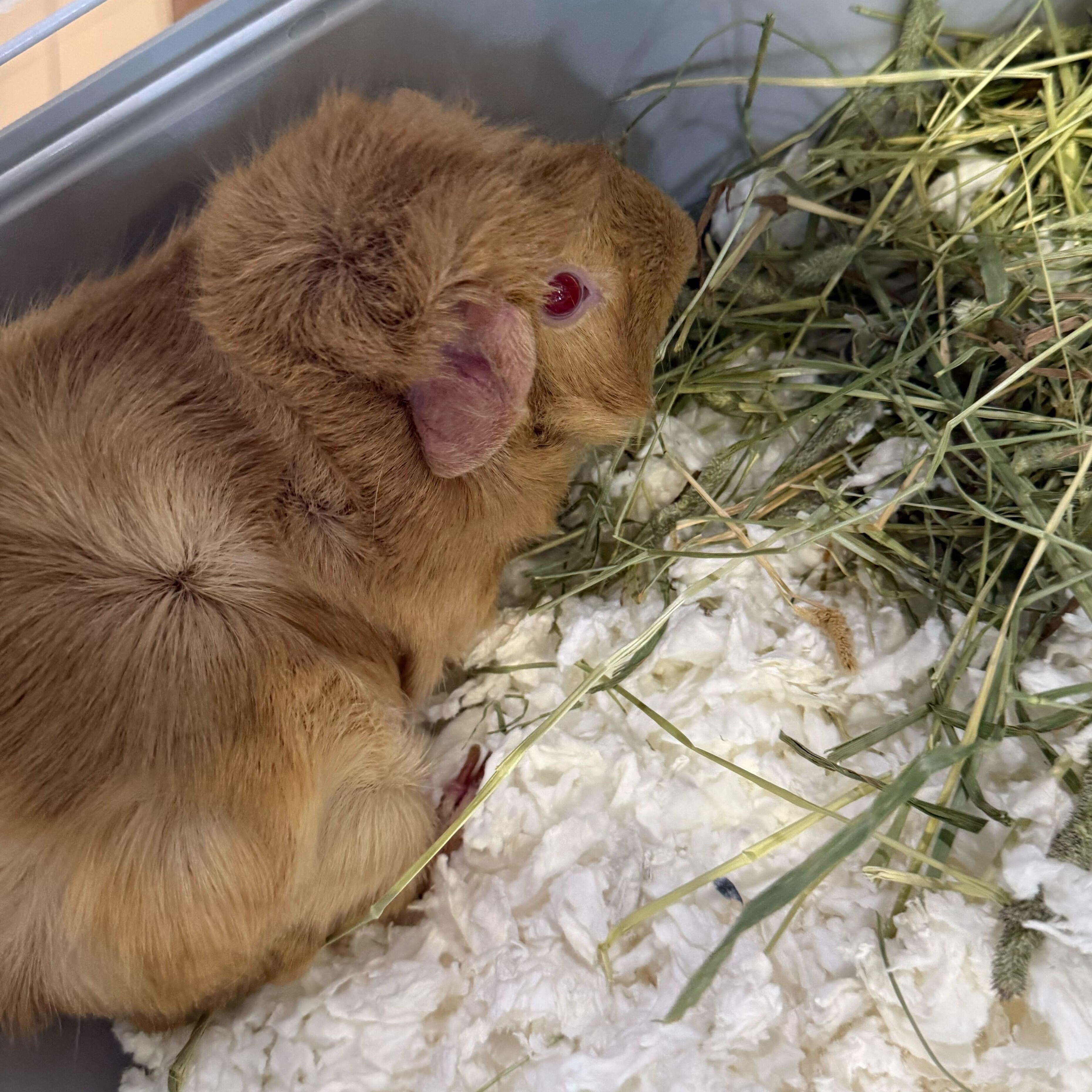 Enlarge Chuck, a ADOPTABLE Guinea Pig in Jackson, MI image 3/3