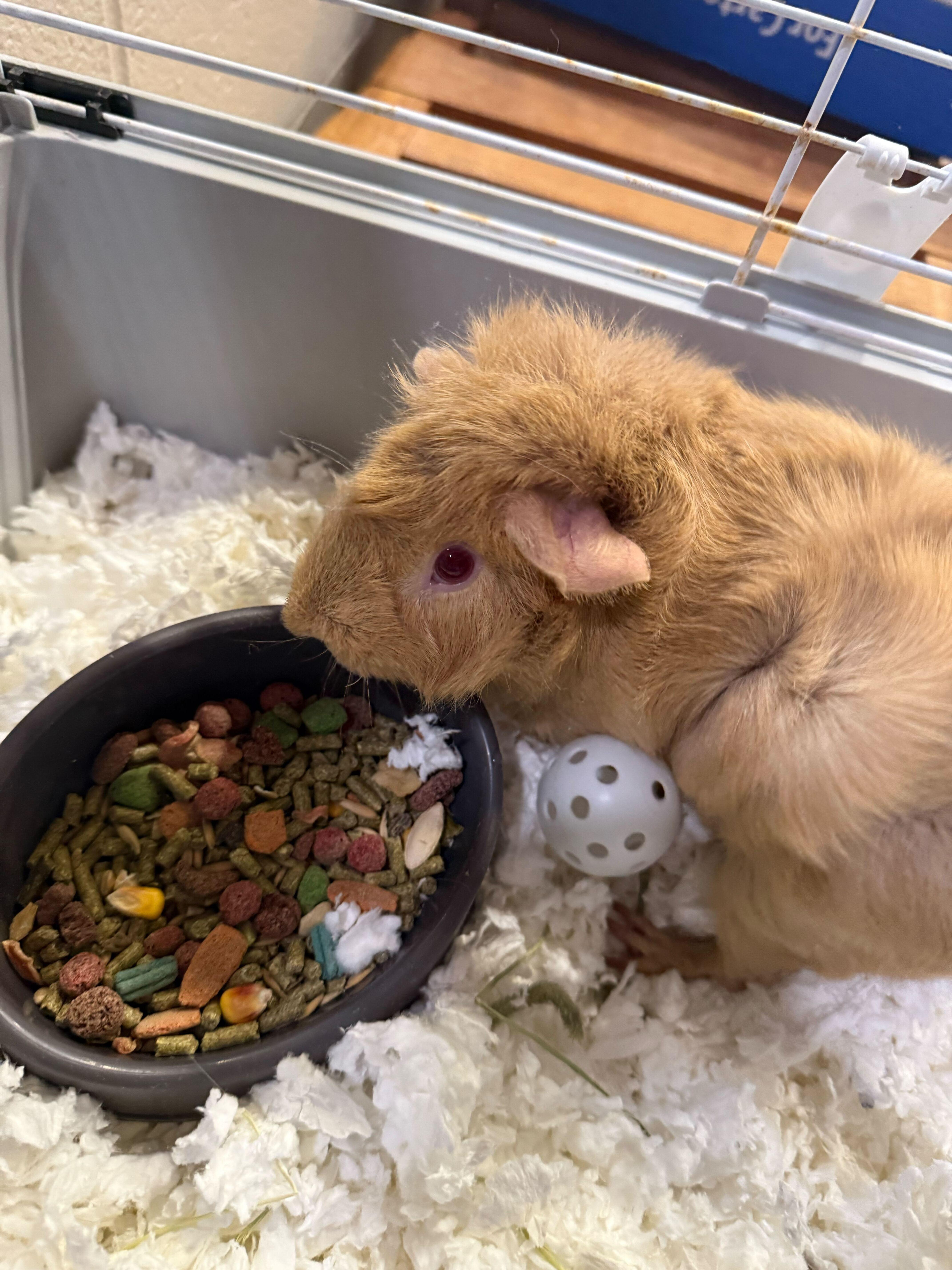 Chuck, ADOPTABLE, Adult Male Guinea Pig.