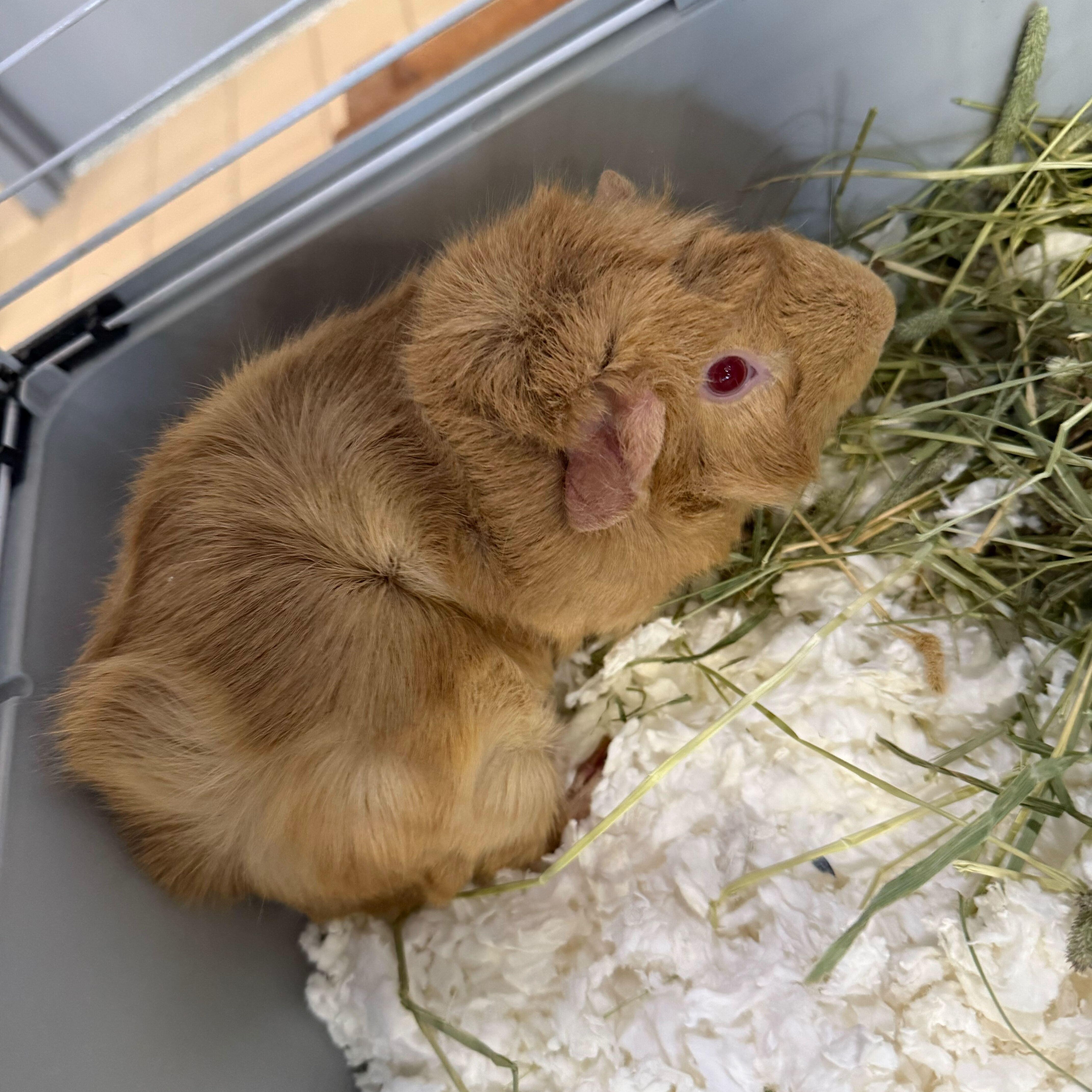 Enlarge Chuck, a ADOPTABLE Guinea Pig in Jackson, MI image 2/3