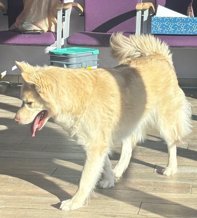 Enlarge Sheeba, a Adoptable mixed breed in Fort Wayne, IN image 4/5