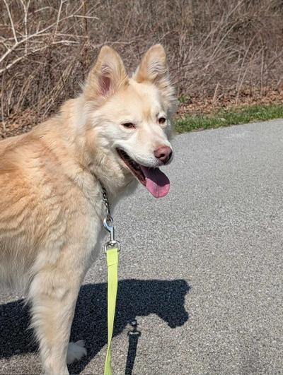 Enlarge Sheeba, a Adoptable mixed breed in Fort Wayne, IN image 4/5