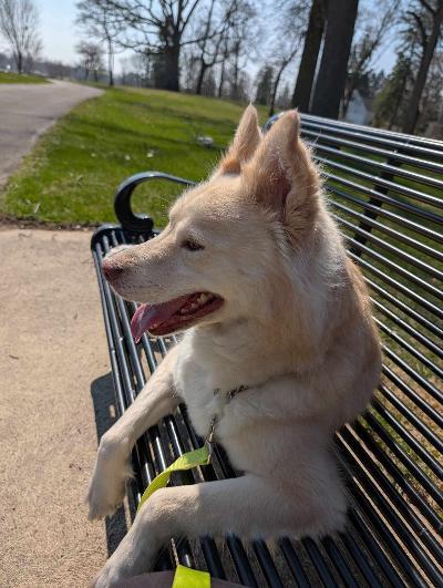 Enlarge Sheeba, a Adoptable mixed breed in Fort Wayne, IN image 1/5