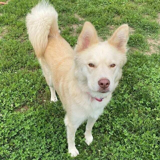 Enlarge Sheeba, a Adoptable mixed breed in Fort Wayne, IN image 1/1