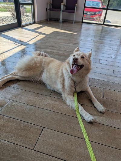 Enlarge Sheeba, a Adoptable mixed breed in Fort Wayne, IN image 5/5