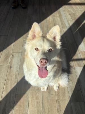 Sheeba, Adoptable, Adult Female Husky.