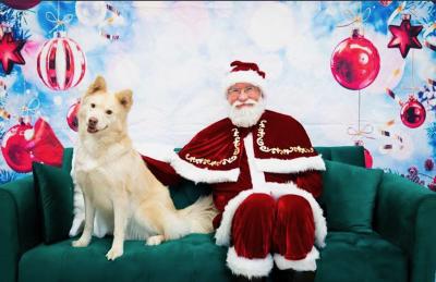 Enlarge Sheeba, a Adoptable mixed breed in Fort Wayne, IN image 3/5