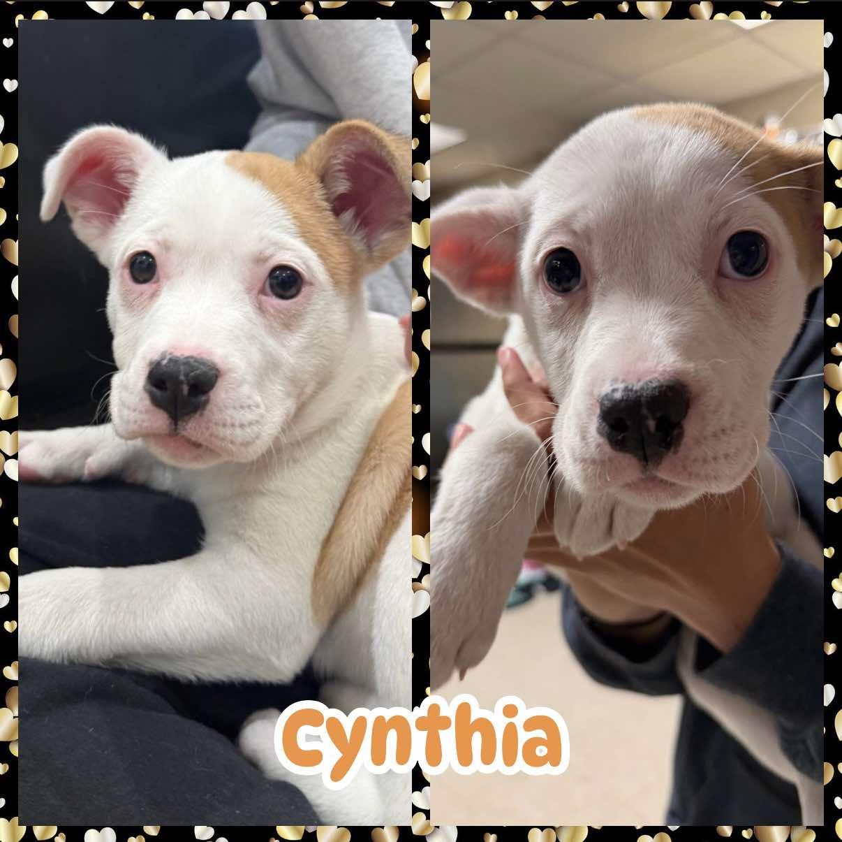 Cynthia, a ADOPTABLE mixed breed in Ringwood, NJ image 2/3