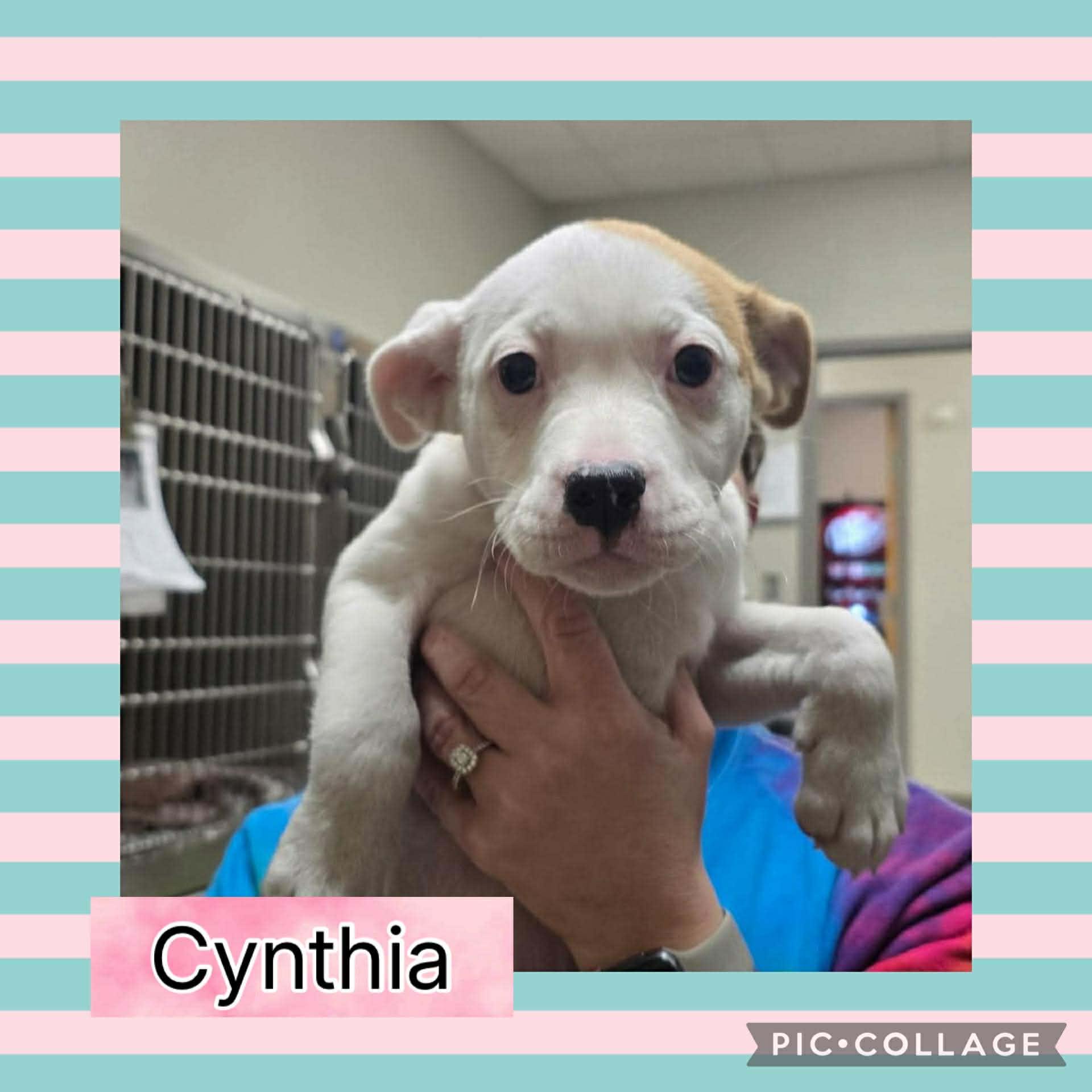 Cynthia thumbnail 2