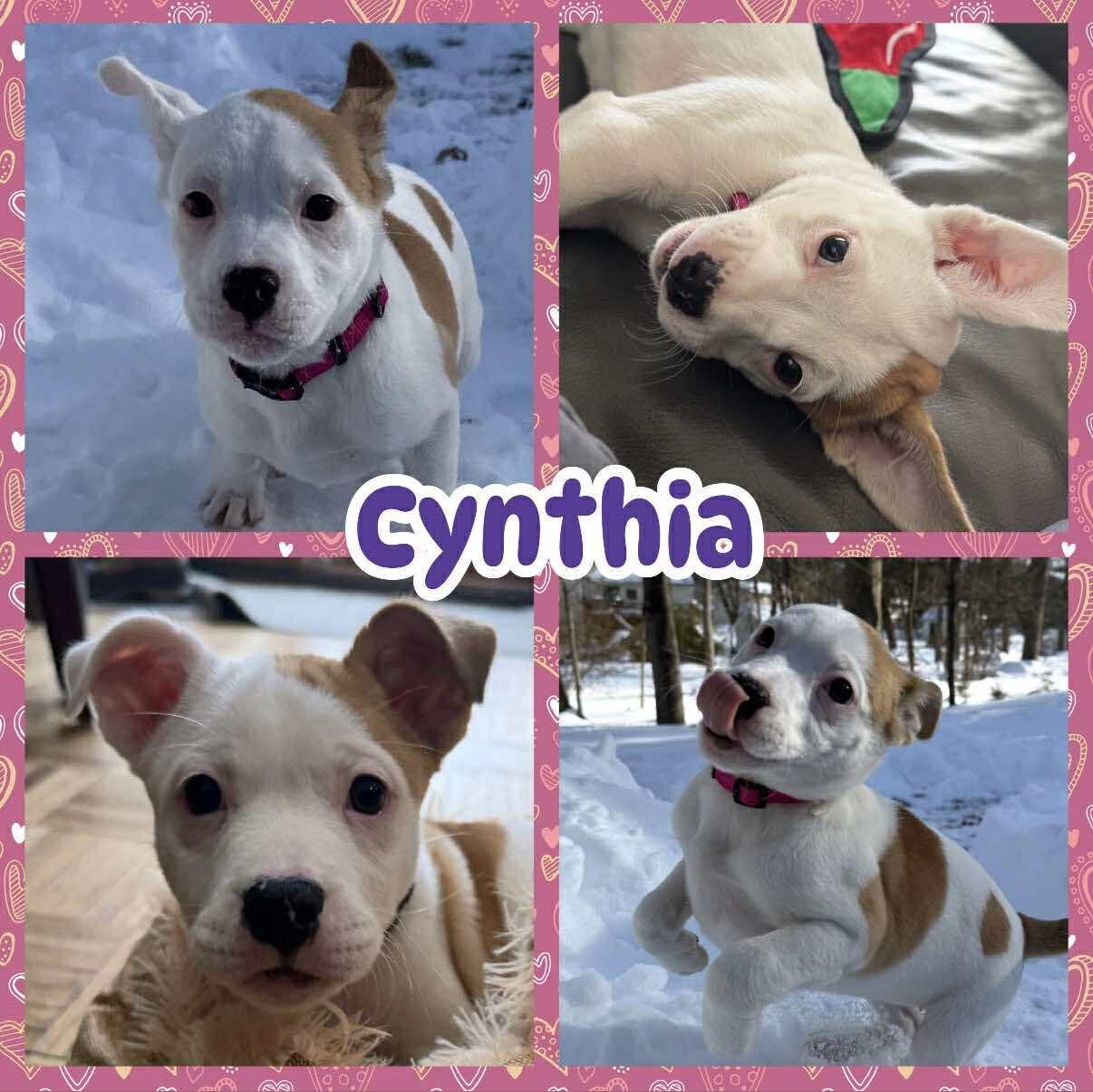 Cynthia, ADOPTABLE, Puppy Female Boxer & Pit Bull Terrier.