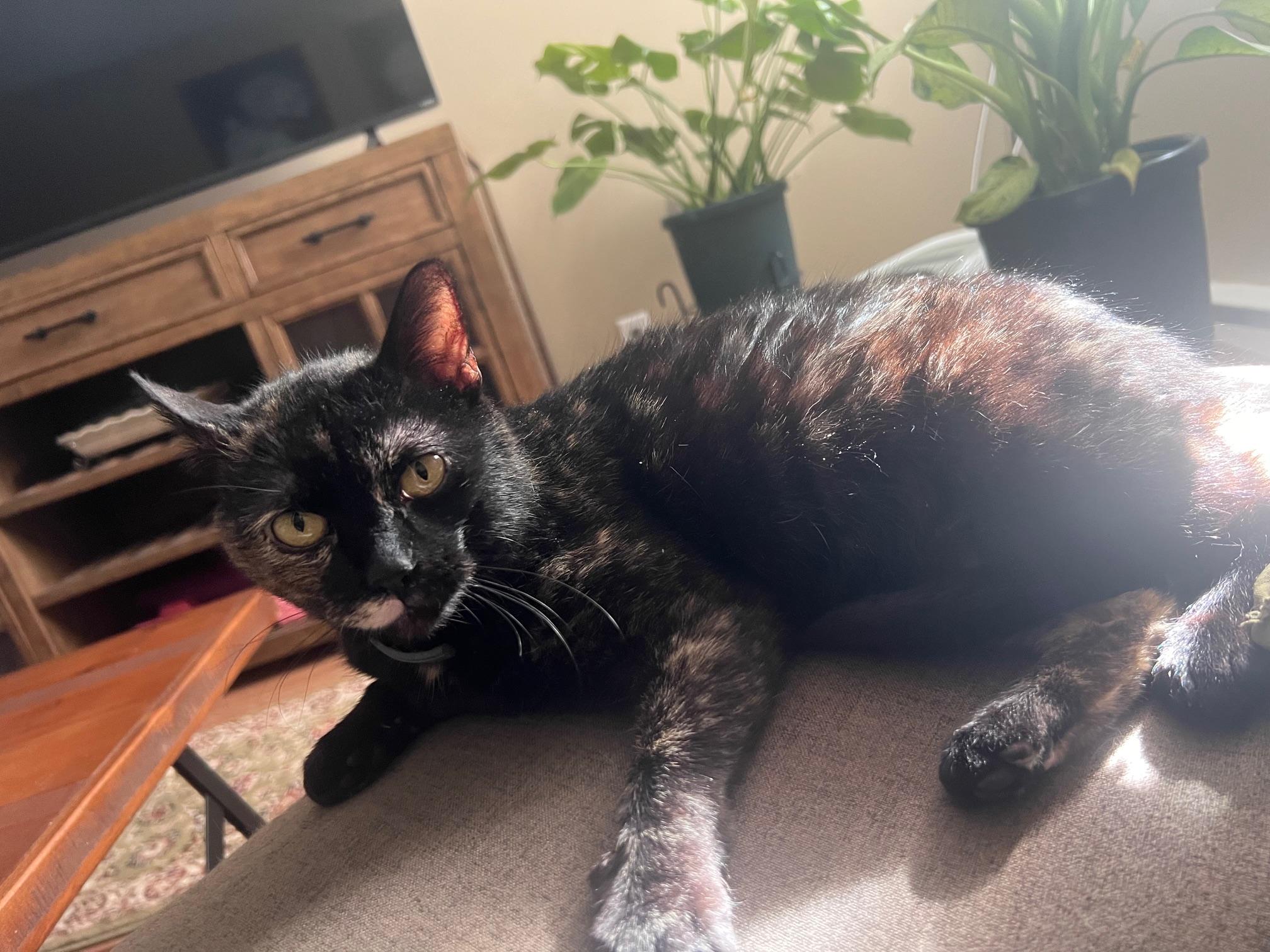 Maple, Young Female Tortoiseshell