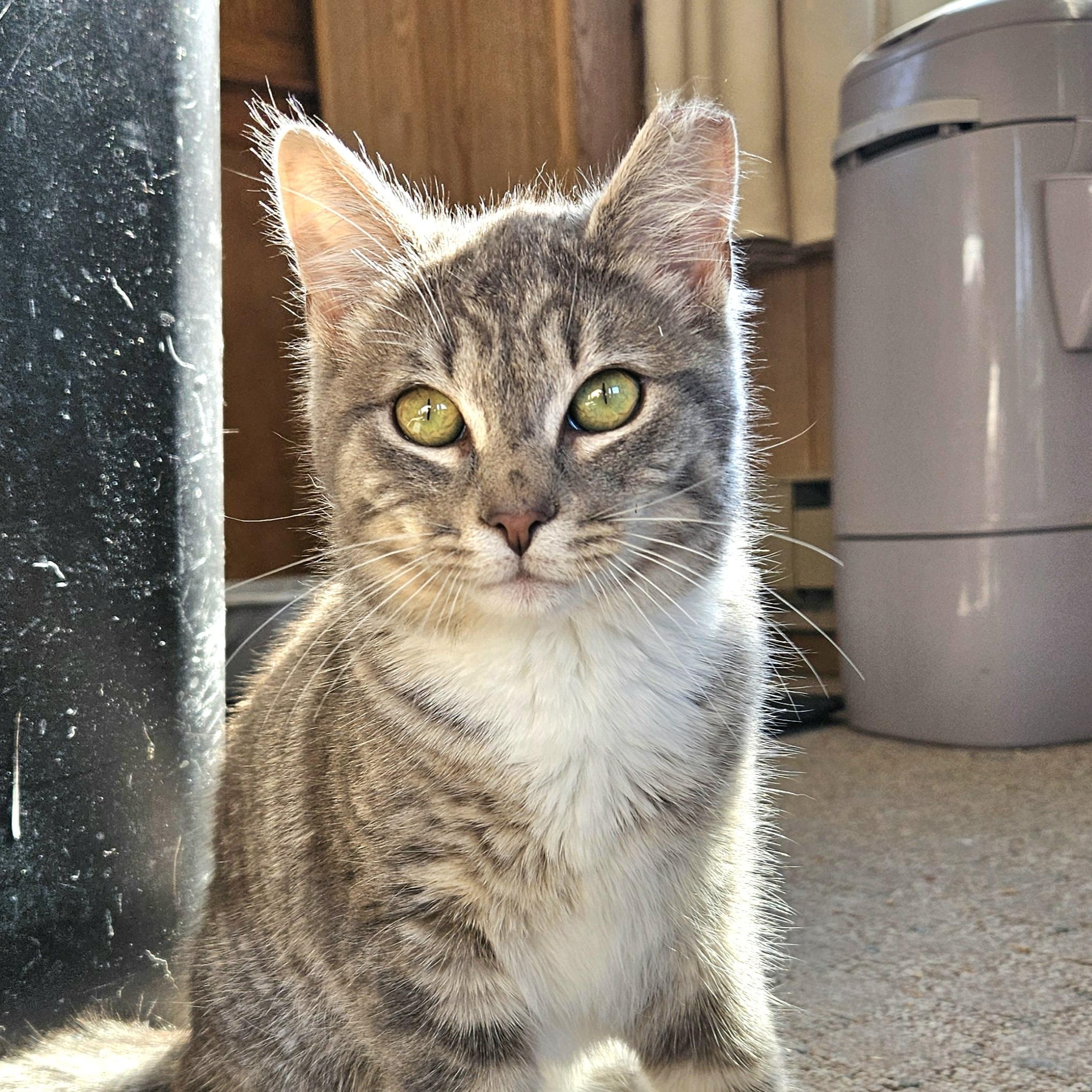 Juniper, Adopted, Young Female Domestic Short Hair.