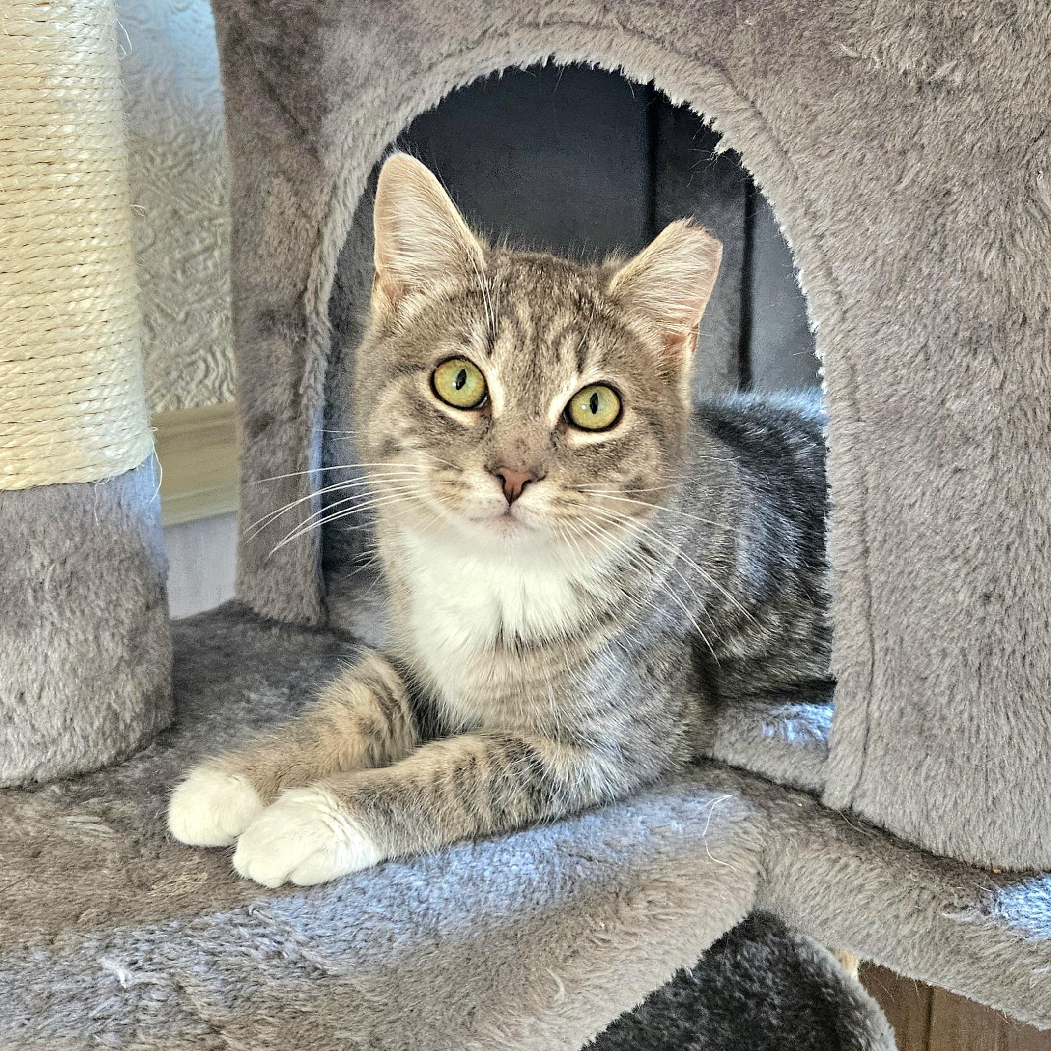 Enlarge Juniper, a Adopted Domestic Short Hair in White Marsh, MD image 2/6