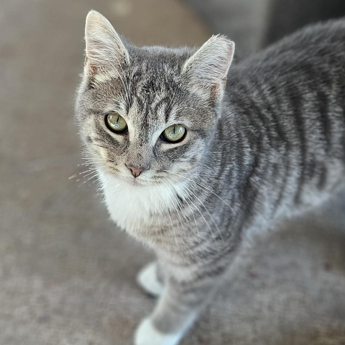 Enlarge Juniper, a Adopted Domestic Short Hair in White Marsh, MD image 3/6