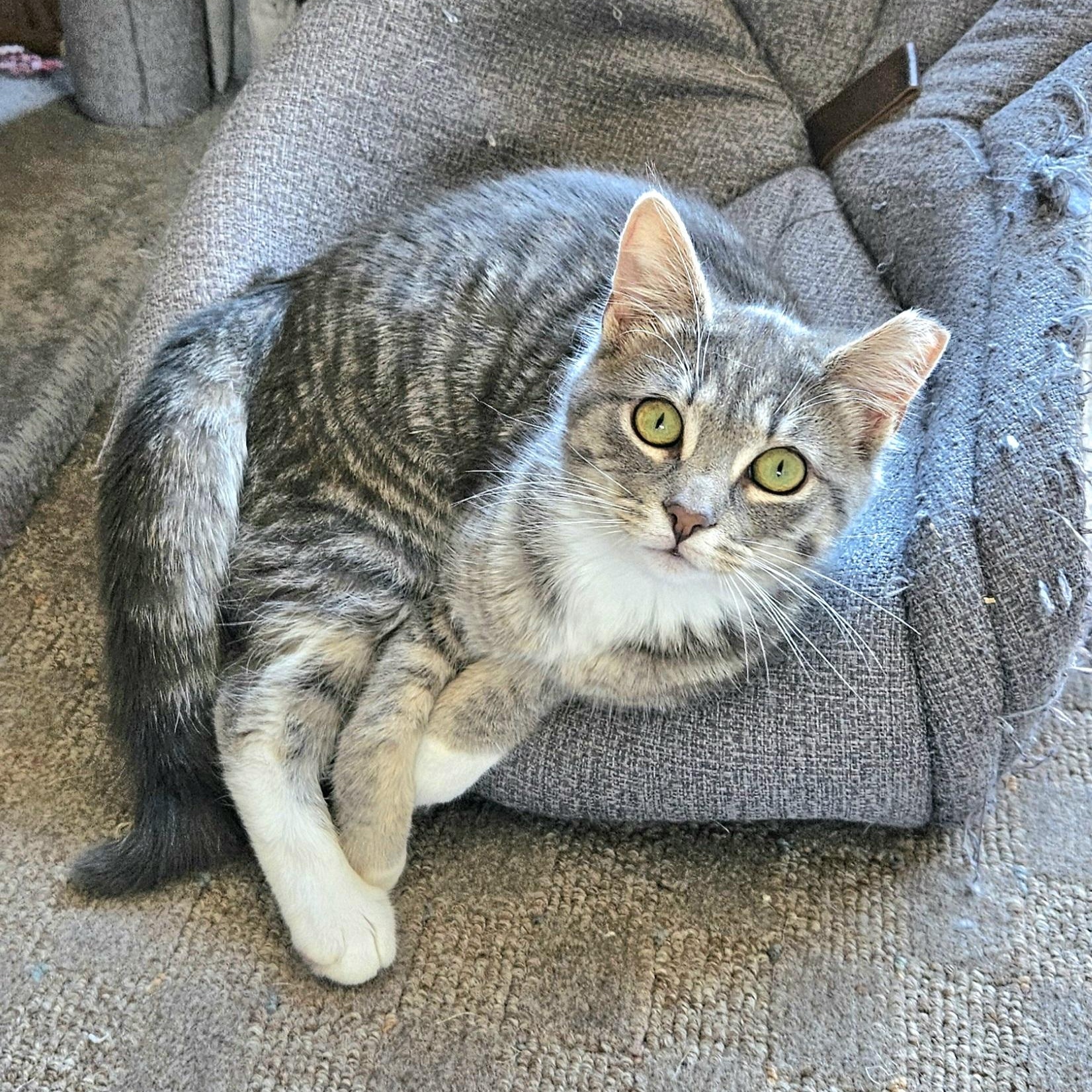 Enlarge Juniper, a Adopted Domestic Short Hair in White Marsh, MD image 5/6