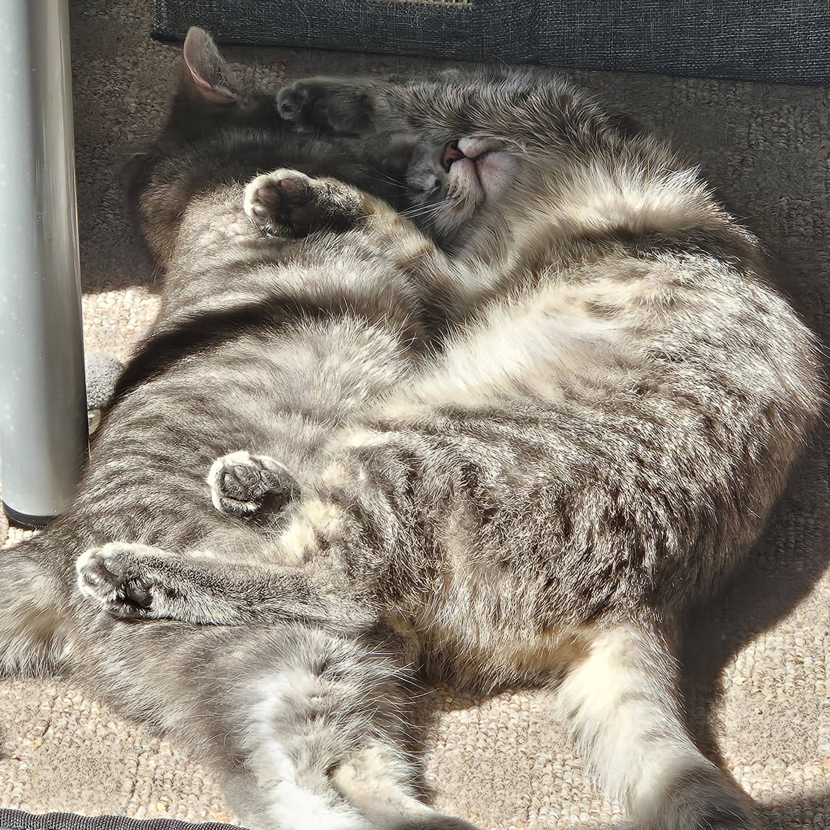 Enlarge Juniper, a Adopted Domestic Short Hair in White Marsh, MD image 6/6