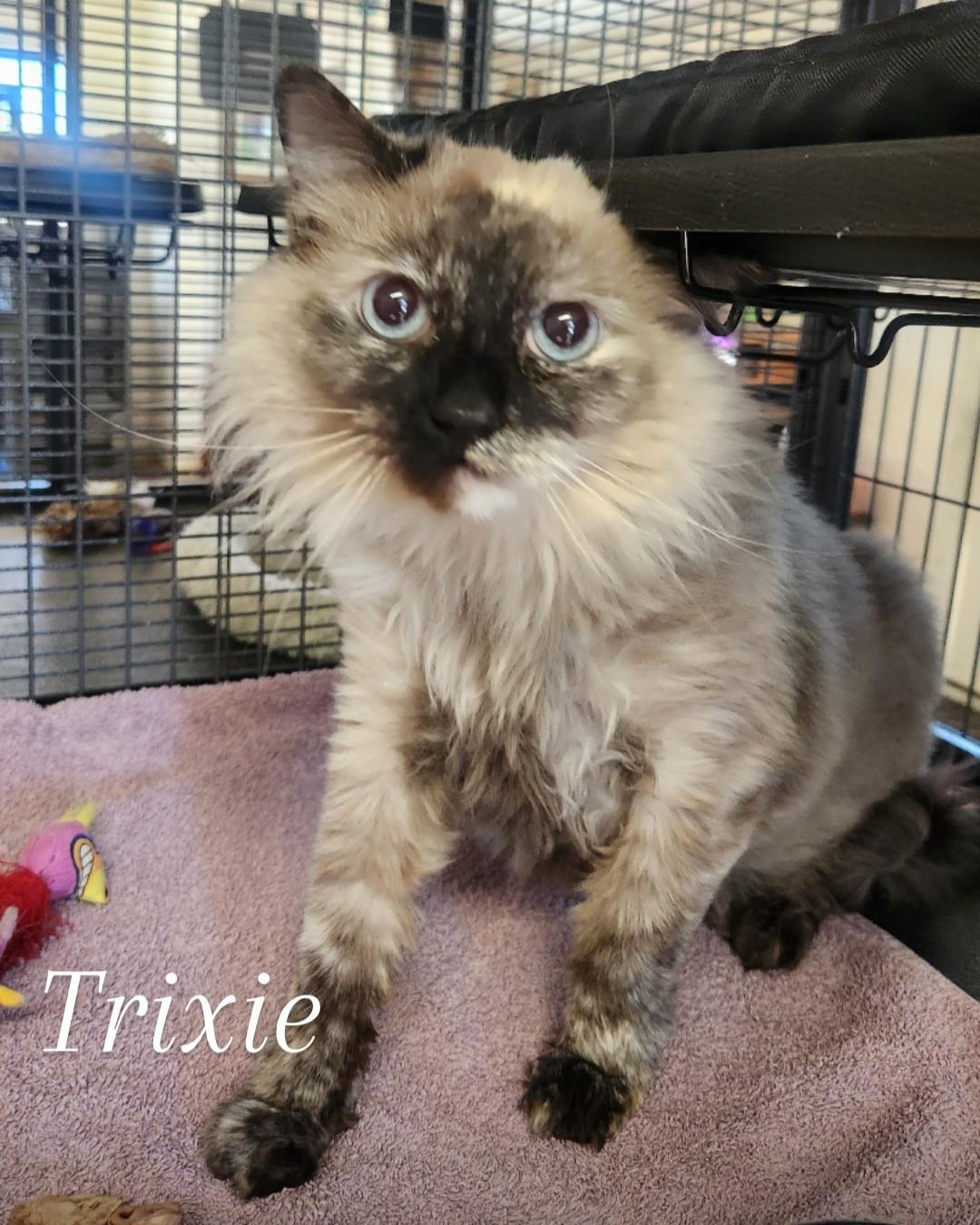 Trixie, an adoptable Himalayan in Yarnell, AZ, 85362 | Photo Image 1