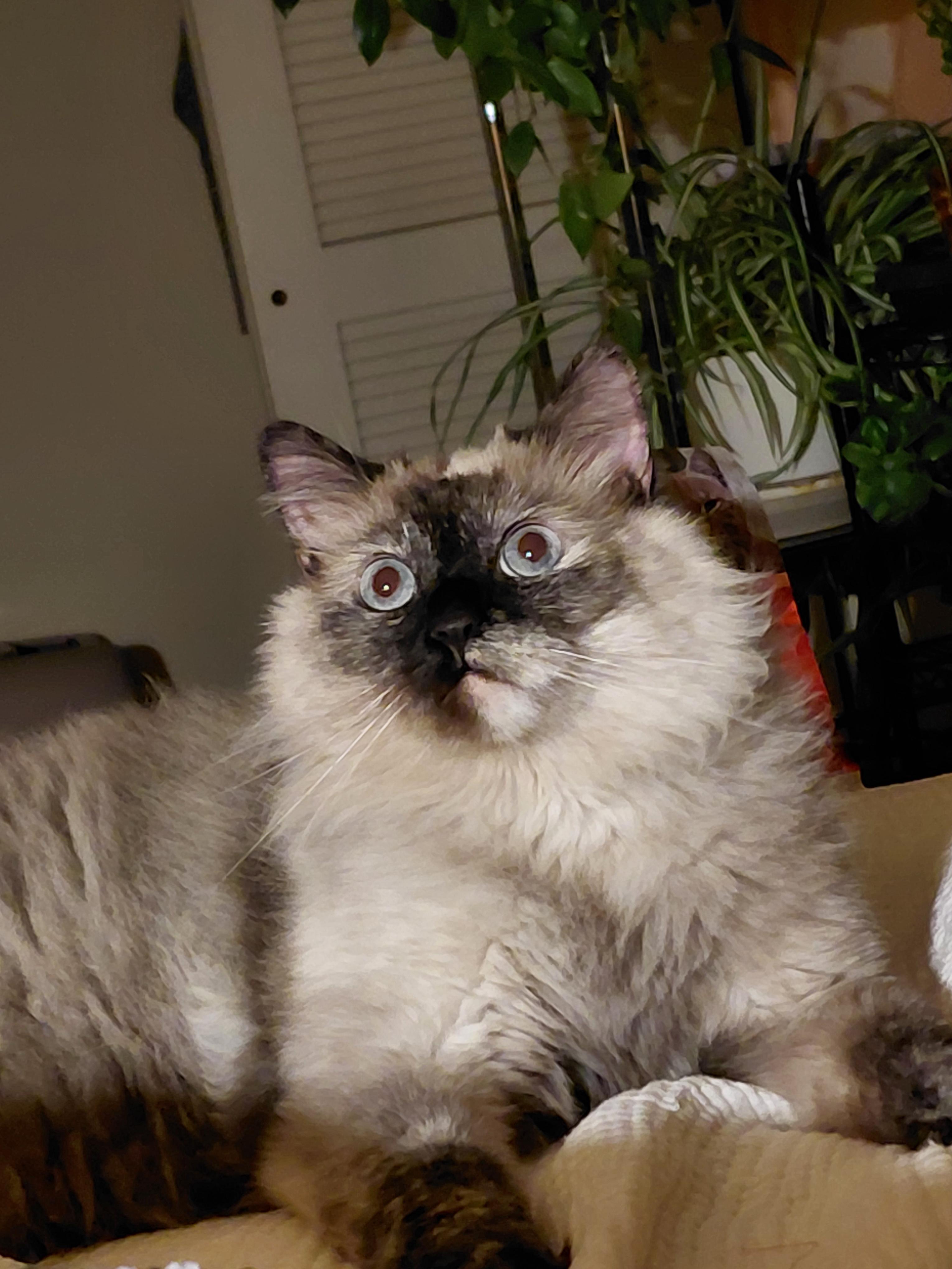 Trixie, an adoptable Himalayan in Yarnell, AZ, 85362 | Photo Image 2