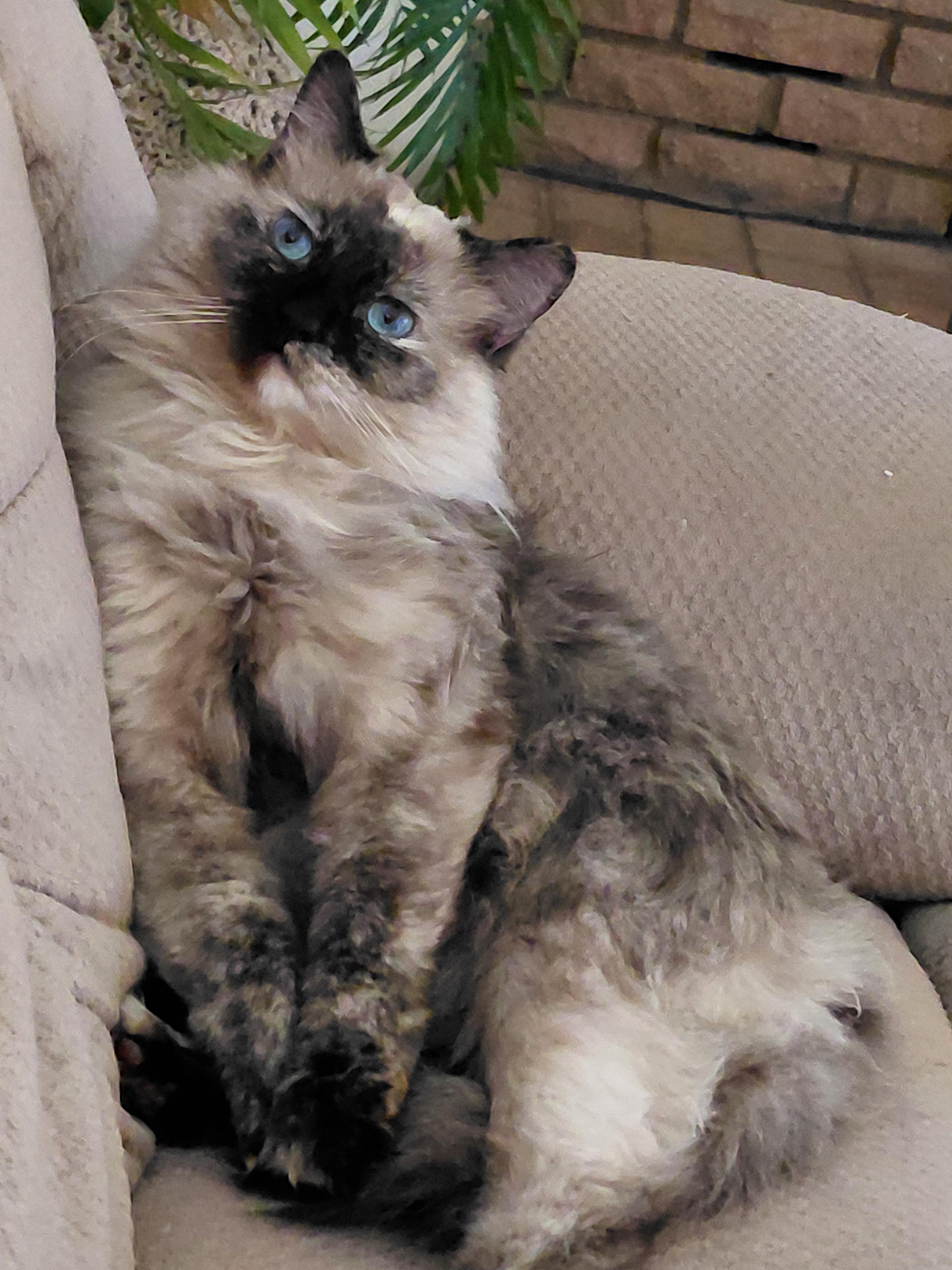 Trixie, an adoptable Himalayan in Yarnell, AZ, 85362 | Photo Image 3