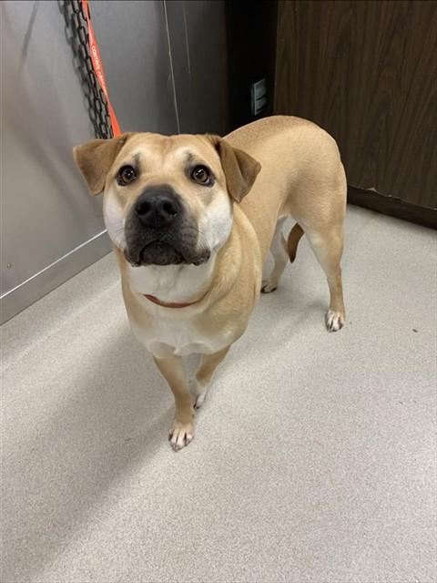 MYA, Adoptable, Young Female Shar-Pei & Rottweiler.