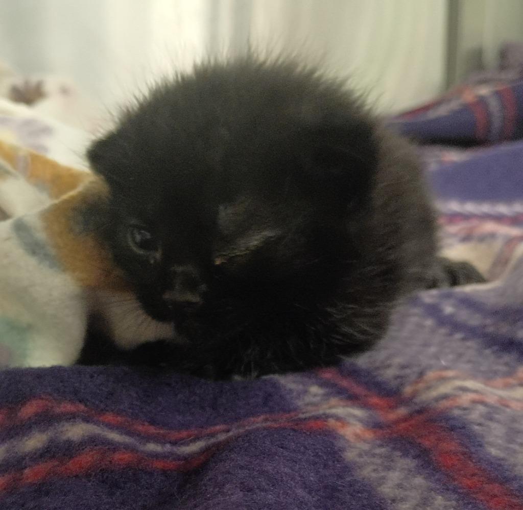 Buns, Adoptable, Kitten Male Domestic Short Hair.