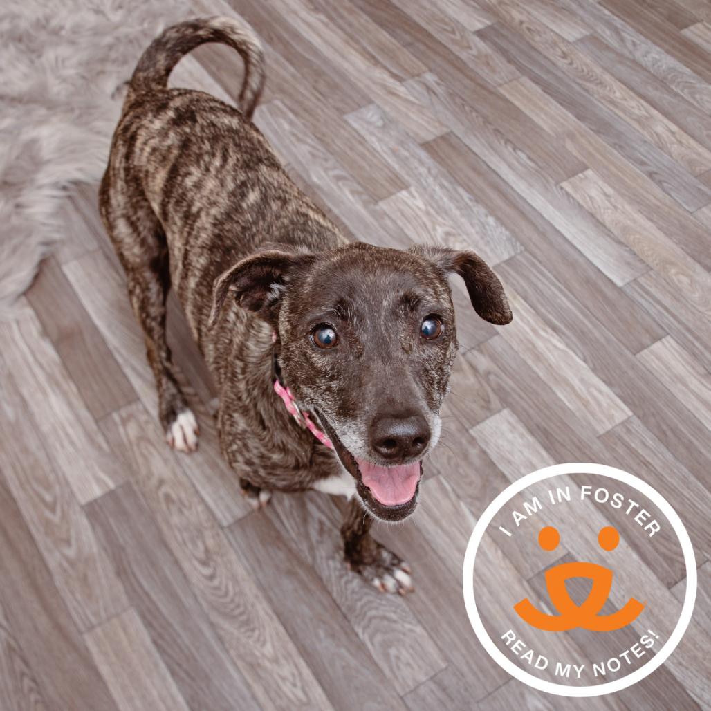 Tillie, Adoptable, Senior Female Dachshund & Pit Bull Terrier.