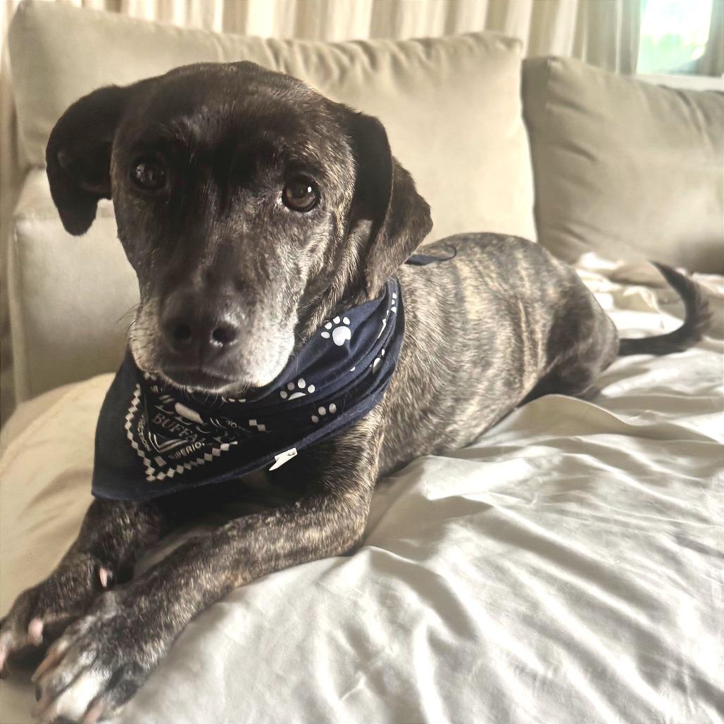 Enlarge Tillie, a Adoptable mixed breed in Los Angeles, CA image 2/4