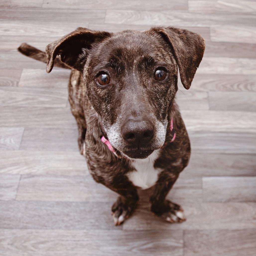 Enlarge Tillie, a Adoptable mixed breed in Los Angeles, CA image 3/4