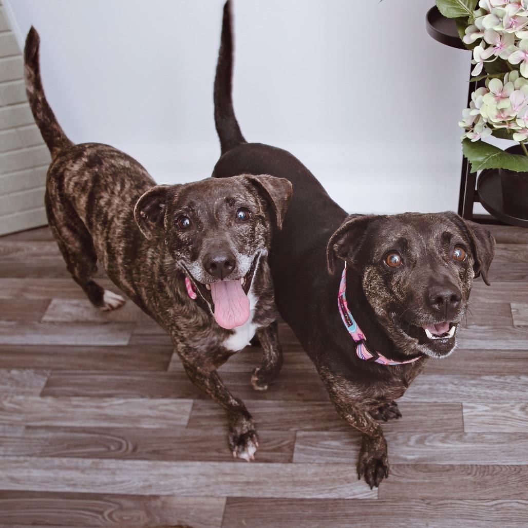 Enlarge Tillie, a Adoptable mixed breed in Los Angeles, CA image 4/4