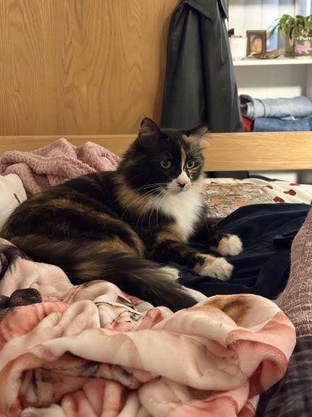 Jet, a Adoptable Domestic Long Hair in La Jolla, CA image 1/2