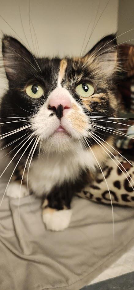 Jet, a Adoptable Domestic Long Hair in La Jolla, CA image 2/2