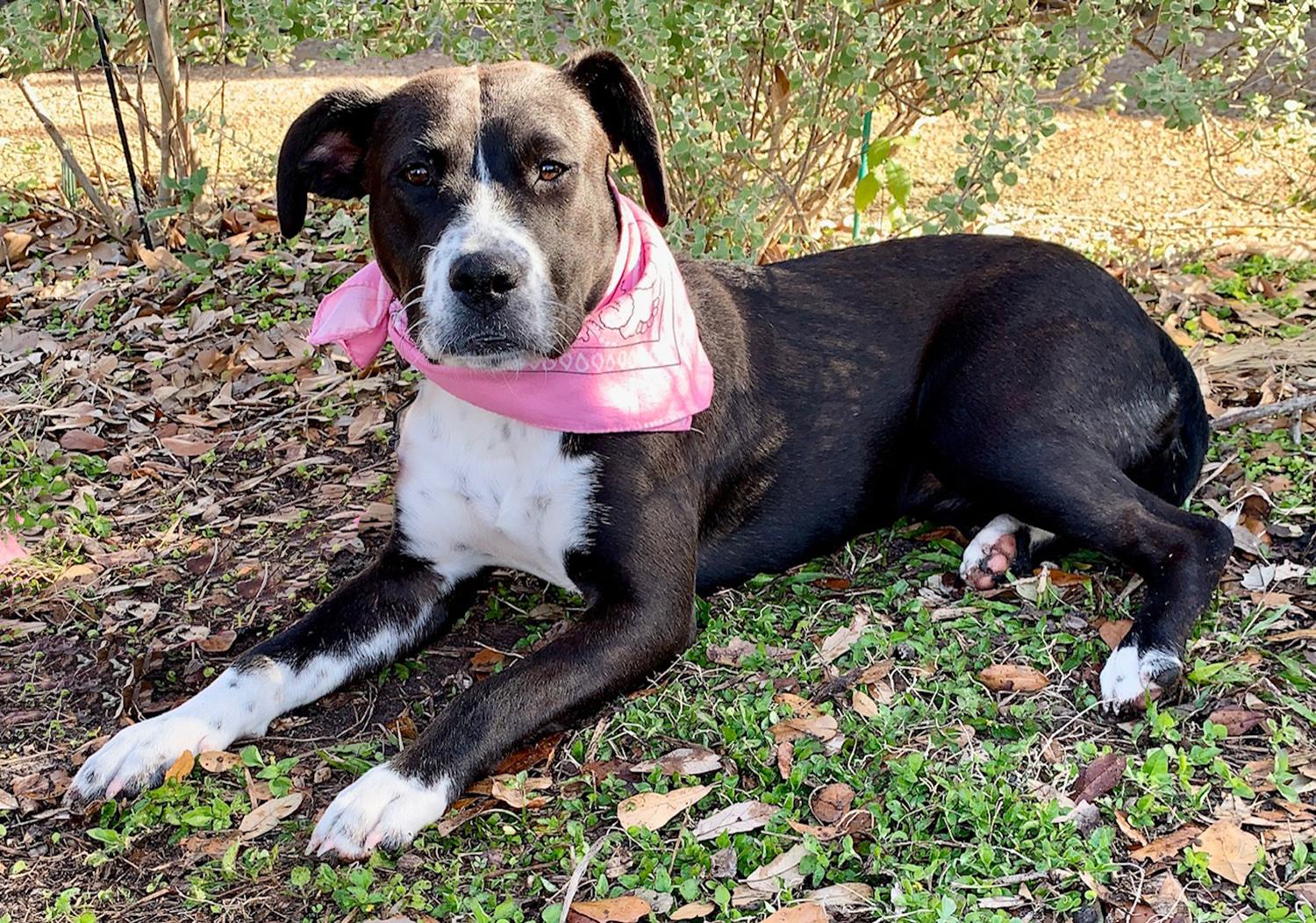 MAISY - SWEET GIL - SEE VIDEO, Adoptable, Adult Female Pit Bull Terrier & Border Collie.