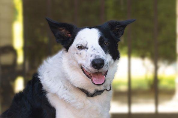Diesel , a Adopted Border Collie in Richmond, BC image 1/8