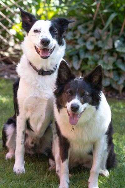 Diesel , a Adopted Border Collie in Richmond, BC image 2/8