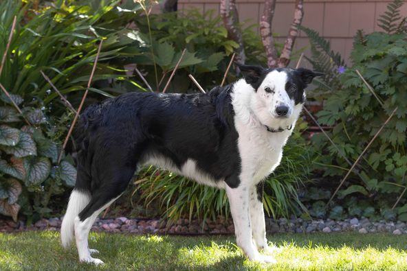 Diesel , a Adopted Border Collie in Richmond, BC image 3/8