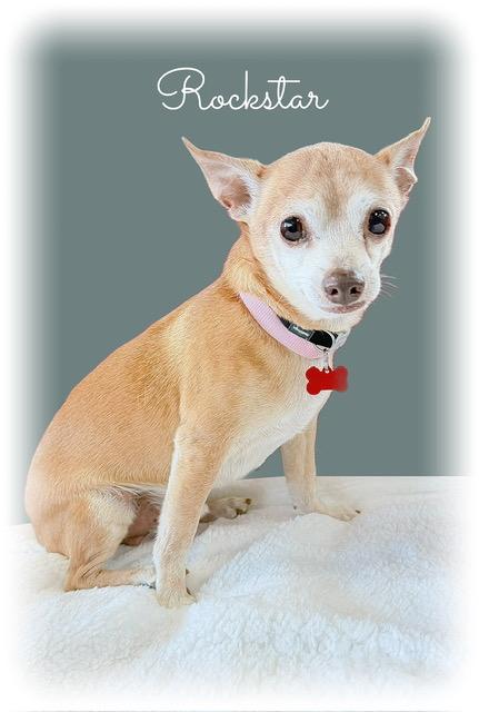 Enlarge Rockstar, a ADOPTABLE mixed breed in Tulsa, OK image 4/4