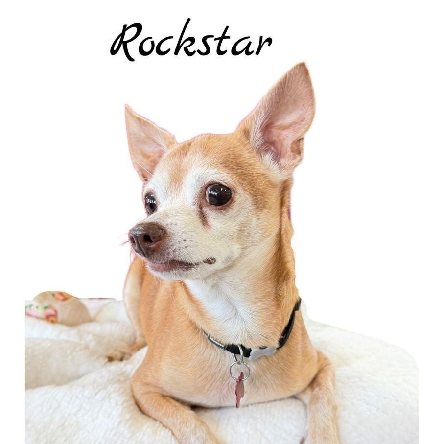 Rockstar, ADOPTABLE, Senior Male Chihuahua.