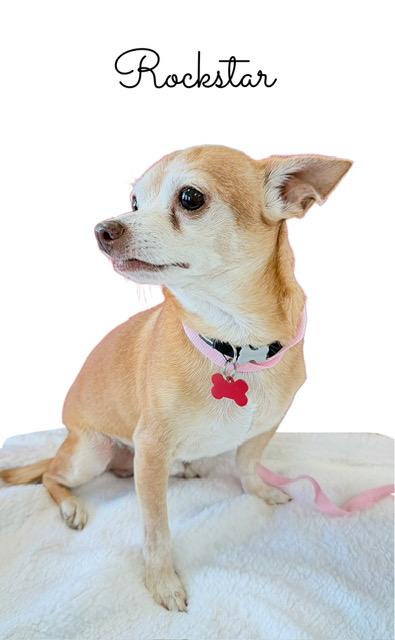 Enlarge Rockstar, a ADOPTABLE mixed breed in Tulsa, OK image 2/4