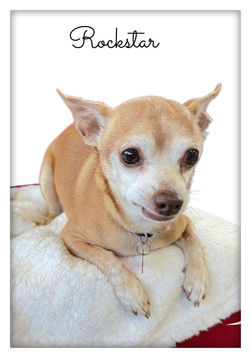 Enlarge Rockstar, a ADOPTABLE mixed breed in Tulsa, OK image 3/4