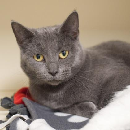Molly (bonded with Matilda), Adoptable, Young Female Domestic Short Hair & Domestic Short Hair.